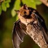 LittleBrownBat