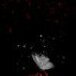 Kitty_flower