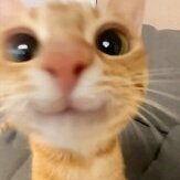 Rhys
