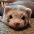TheFerret