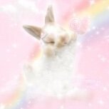 The Star bunny