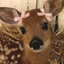 LittleFawnFairy